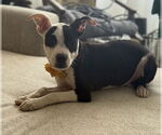 Small #1 Bullboxer Pit
