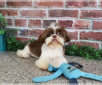 Small #2 Shih Tzu