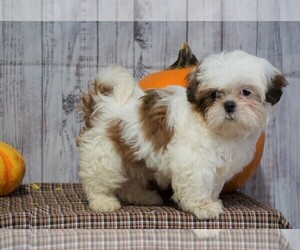 Shih Tzu Puppy for sale in FREDERICKSBG, OH, USA