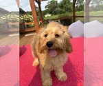Small #3 Cavapoochon (Miniature)