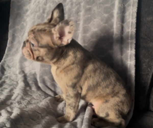 Medium Photo #11 French Bulldog Puppy For Sale in ANTIOCH, CA, USA