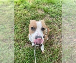 American Pit Bull Terrier Dogs for adoption in Forestville, MD, USA