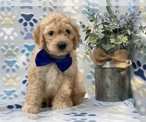 Goldendoodle (Miniature) Puppy for sale in LANCASTER, PA, USA