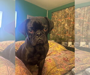 Tug - Male Pug-Unknown Mix Dog for Adoption - Photo #7