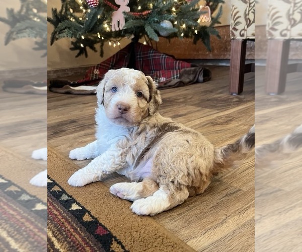 Medium Photo #2 Aussiedoodle Miniature  Puppy For Sale in DOSS, MO, USA
