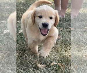 Golden Retriever Puppy for sale in COLORADO SPRINGS, CO, USA