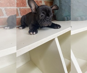 French Bulldog Puppy for sale in CLEVELAND, NC, USA