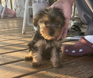 YorkiePoo Puppy for sale in SAN MARCOS, TX, USA