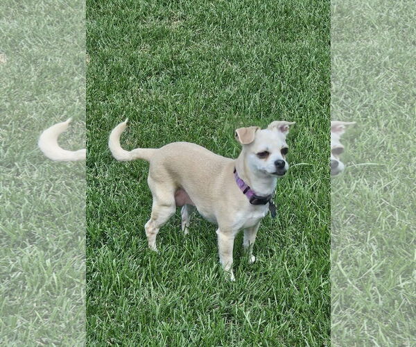 Medium Photo #1 Chihuahua-Unknown Mix Puppy For Sale in New London, WI, USA