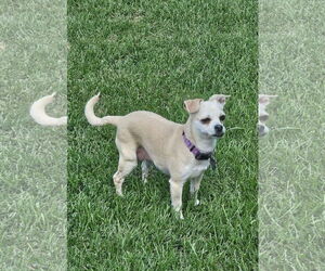Chihuahua-Unknown Mix Dogs for adoption in New London, WI, USA