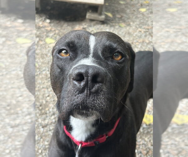 Medium Photo #5 Mutt Puppy For Sale in Elmsford, NY, USA