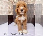 Puppy Gray Goldendoodle