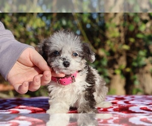 Poodle (Toy) Puppy for sale in DYERSBURG, TN, USA