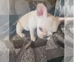 Small #5 French Bulldog