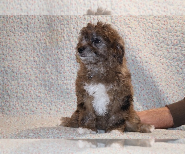Medium Photo #7 Poodle (Toy) Puppy For Sale in DYERSBURG, TN, USA