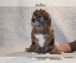 Small #6 Poodle (Toy)