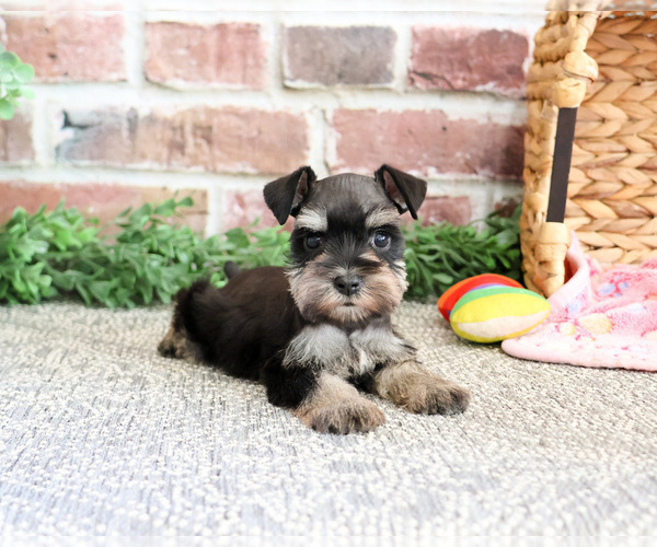 Medium Photo #2 Schnauzer (Miniature) Puppy For Sale in SYRACUSE, IN, USA