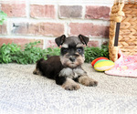 Small #1 Schnauzer (Miniature)