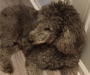 Mother of the Poodle (Standard) puppies born on 04/29/2025
