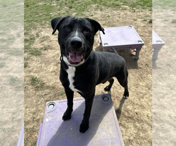 Medium Photo #8 Labrador Retriever-Unknown Mix Puppy For Sale in Evansville, IN, USA