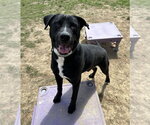 Small #7 Labrador Retriever Mix