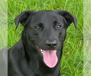 Labrador Retriever-Unknown Mix Dogs for adoption in Valrico, FL, USA