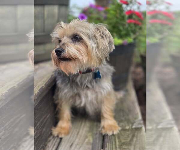 Medium Photo #2 Mutt Puppy For Sale in Plainfield, IL, USA