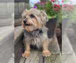 Small #1 Mutt
