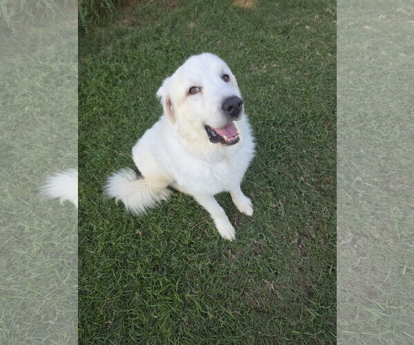 Medium Photo #8 Great Pyrenees-Unknown Mix Puppy For Sale in Houston, TX, USA