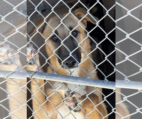 Medium Photo #4 Mutt Puppy For Sale in Las Vegas, NM, USA