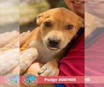 Small #1 Black Mouth Cur Mix