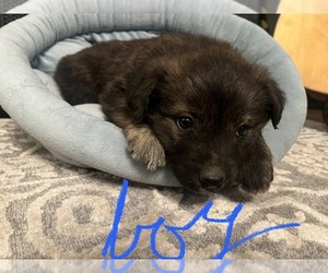 Spangold Retriever Puppy for sale in BROADWAY, VA, USA