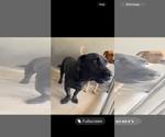 Small #1 Labrador Retriever Mix