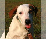 Small #5 Greyhound-Labrador Retriever Mix