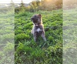 Puppy 7 German Shepherd Dog-Siberian Husky Mix