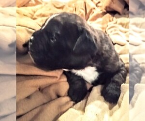 Medium Boxer