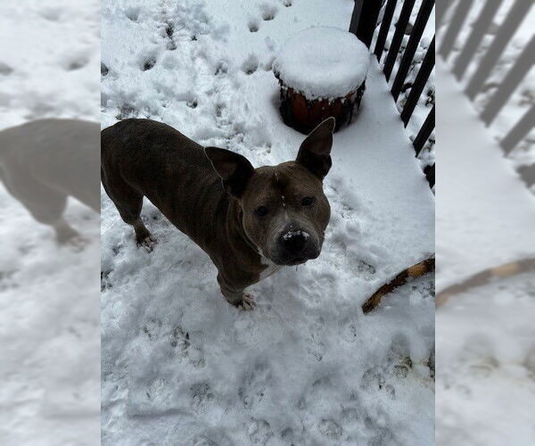 Medium Photo #3 Mutt Puppy For Sale in Louisville, KY, USA