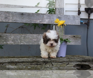 ShihPoo Dog for Adoption in EVART, Michigan USA
