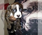 Puppy Tiger American Pit Bull Terrier
