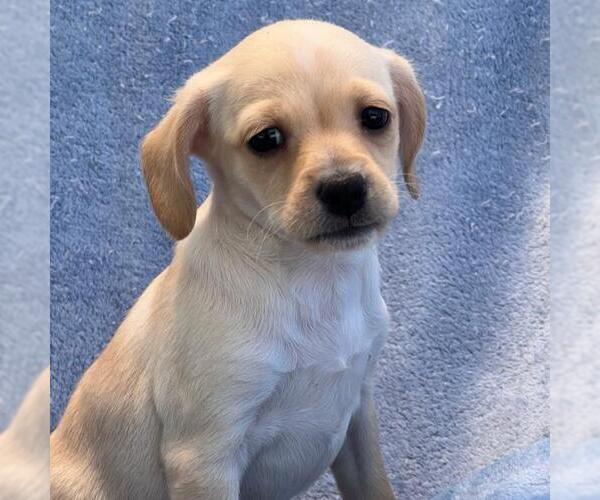 Medium Photo #5 Chihuahua-Spaniel Mix Puppy For Sale in San Diego, CA, USA