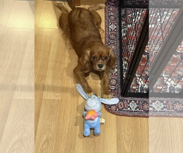 Medium Photo #2 Cavalier King Charles Spaniel Puppy For Sale in Sioux Falls, SD, USA