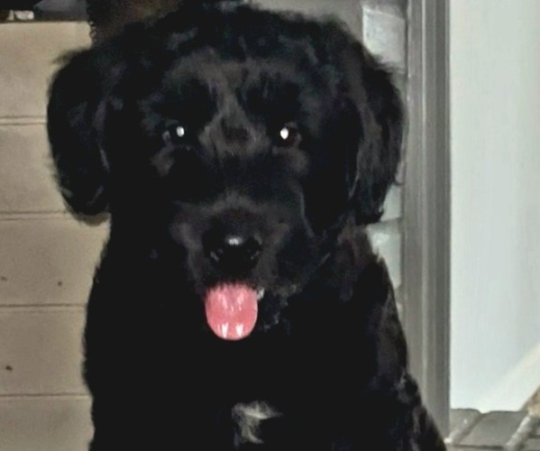 Medium Photo #1 Schnauzer (Giant) Puppy For Sale in LAWRENCEVILLE, GA, USA