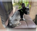 Small Photo #5 French Bulldog Puppy For Sale in BELL GARDENS, CA, USA