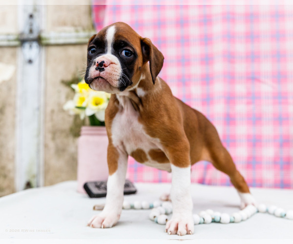 Medium Photo #31 Boxer Puppy For Sale in WAKARUSA, IN, USA