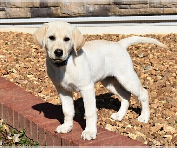 Medium Photo #2 Labrador Retriever Puppy For Sale in TAFT, TN, USA