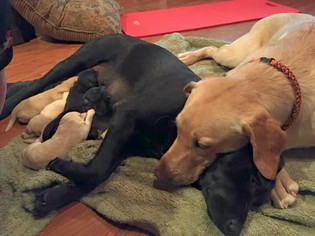 Father of the Labrador Retriever puppies born on 10/09/2017