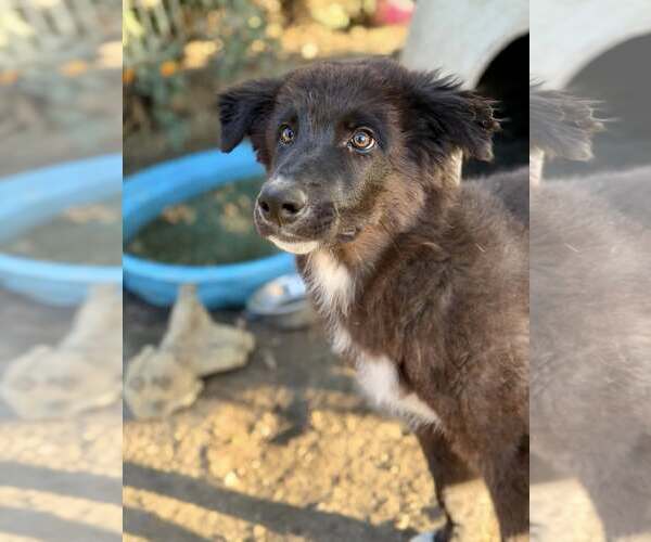 Medium Photo #3 Border Collie-Unknown Mix Puppy For Sale in Paso Robles, CA, USA