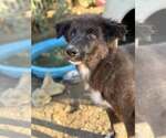 Small #2 Border Collie Mix