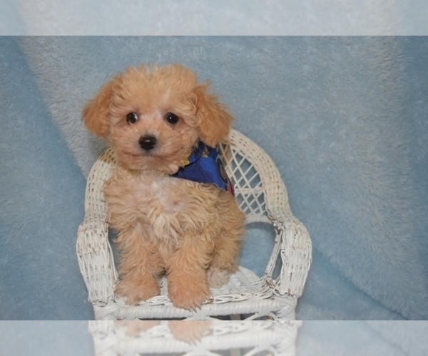 Medium Photo #5 Maltipoo Puppy For Sale in SANGER, TX, USA