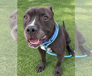 Mutt Dogs for adoption in Las Vegas, NV, USA